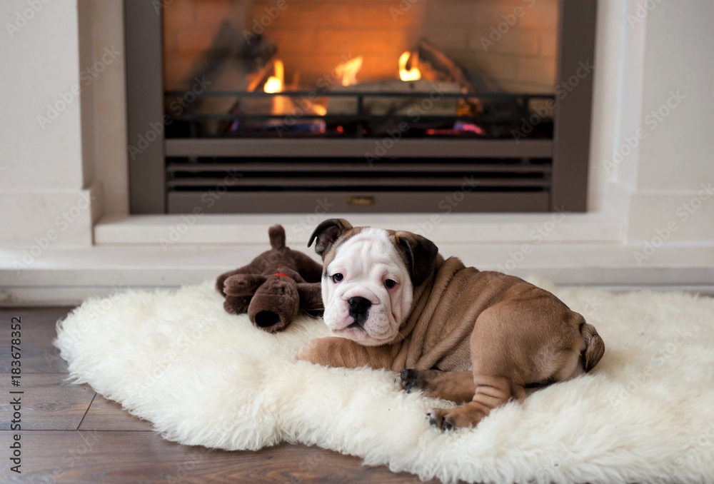 8 week english bulldog discount