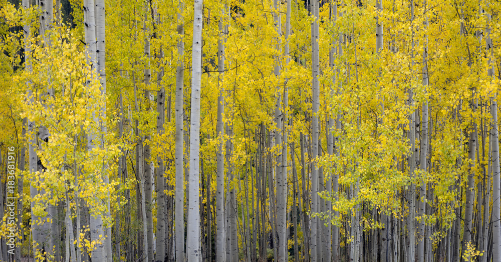 Fall Colorado Aspen trees Colorado America
