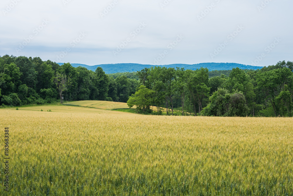 Rural Country York County Pennsylvania Farmland, on a Summer Day