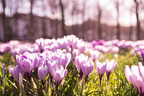 Purple and white crocussus in a field somewhere in the Netherlands