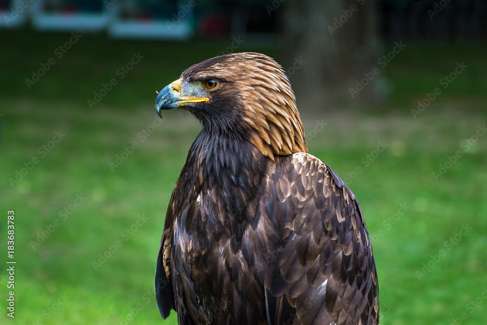 Golden eagle - closeup portrait (Aquila chrysaetos) Golden eagle - closeup portrait (Aquila chrysaetos)
