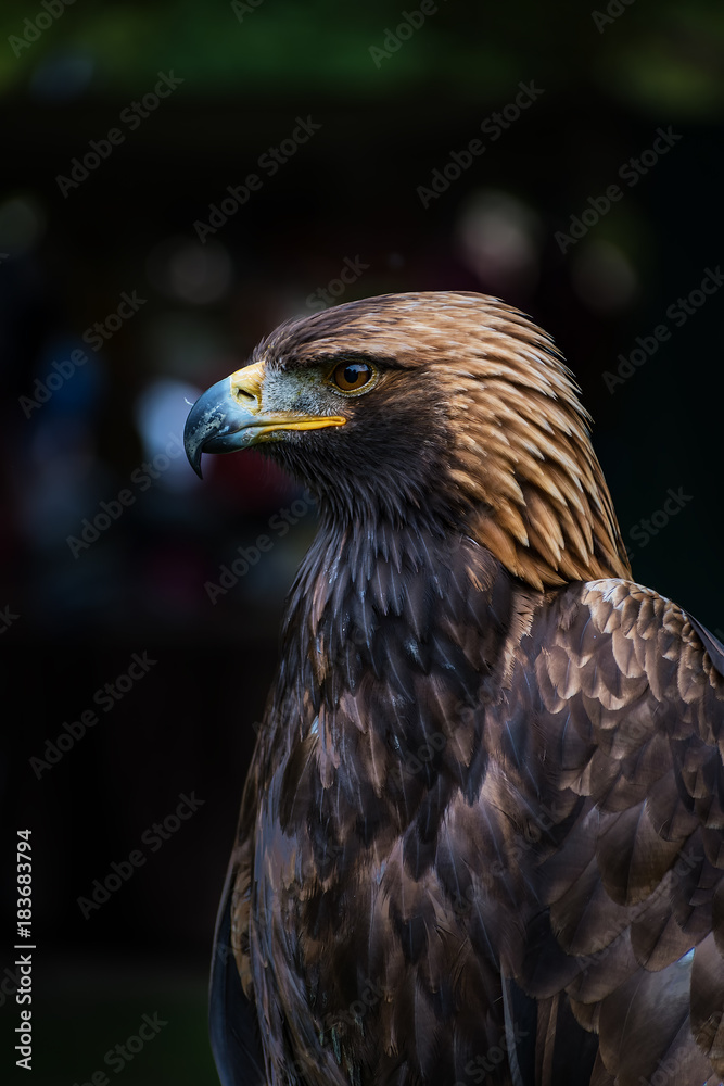 Golden eagle -  closeup portrait  (Aquila chrysaetos)