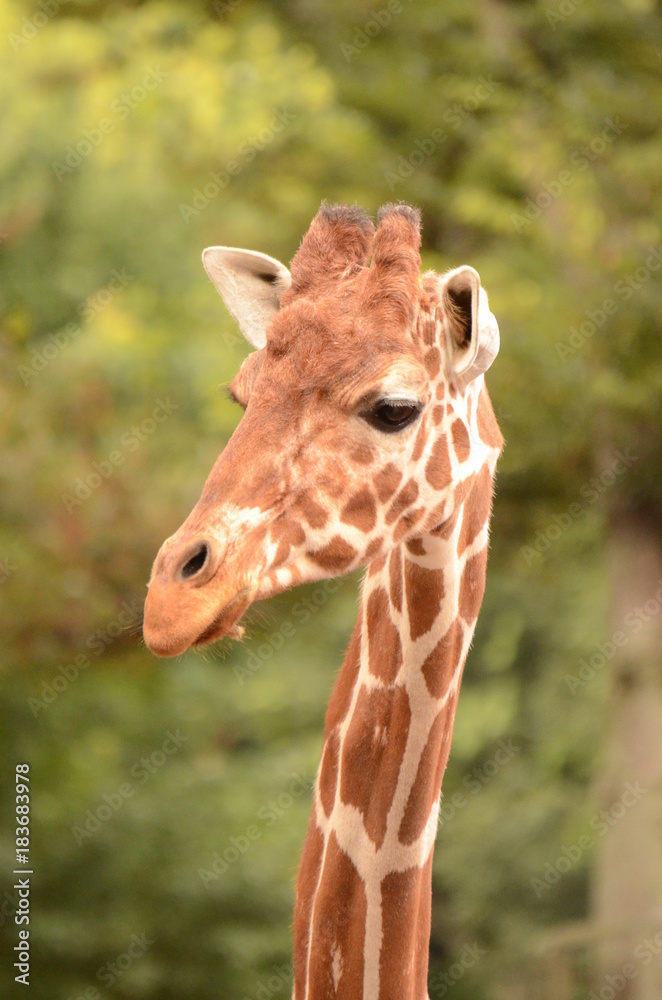 Obraz premium アミメキリン