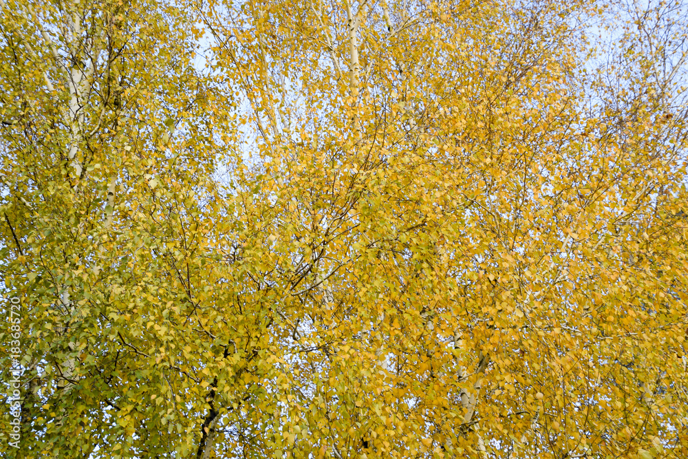 Fototapeta premium Yellow leaves on birch branches. Autumn came to the birch grove