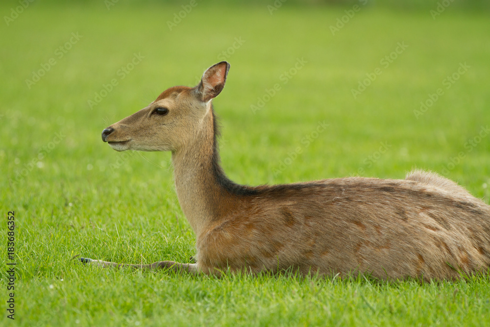 A young roe lays in a clearing. Summer shooting in the park. Behind the trees are seen