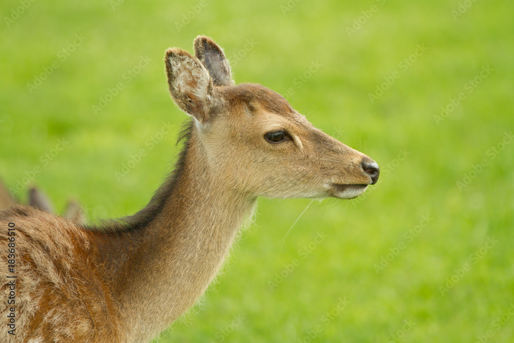 A young roe deer stands in the clearing. Back of a blurred green background. Summer shooting outdoors.