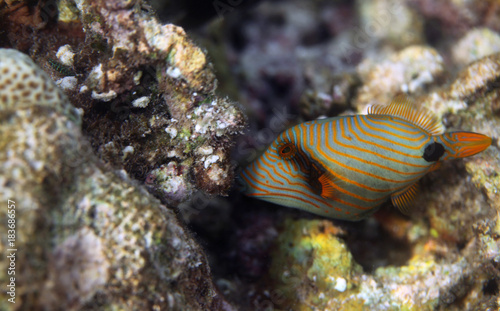 underwater world - picasso fish
