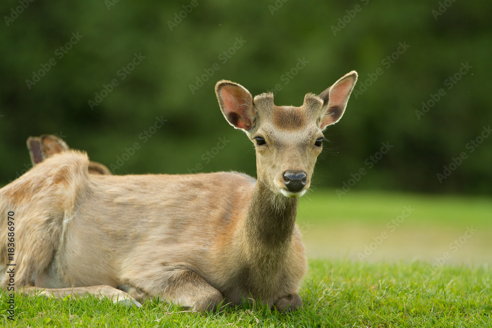 A young roe lays in a clearing. Summer shooting in the park. Behind the trees are seen A young roe lays in a clearing. Summer shooting in the park. Behind the trees are seen