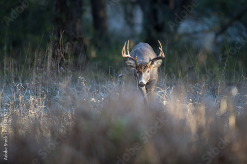 A buck whitetail deer looking for does during the rut. photo