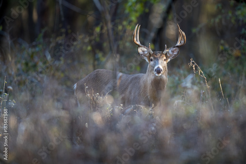 Fototapeta Naklejka Na Ścianę i Meble -  An alert buck whitetail deer.