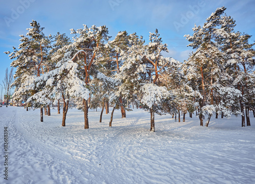 day in the snowy winter forest photo