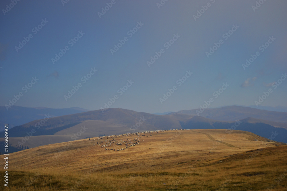 Autumn mountain landscape with blue sky and a flock of sheep visible in the distance