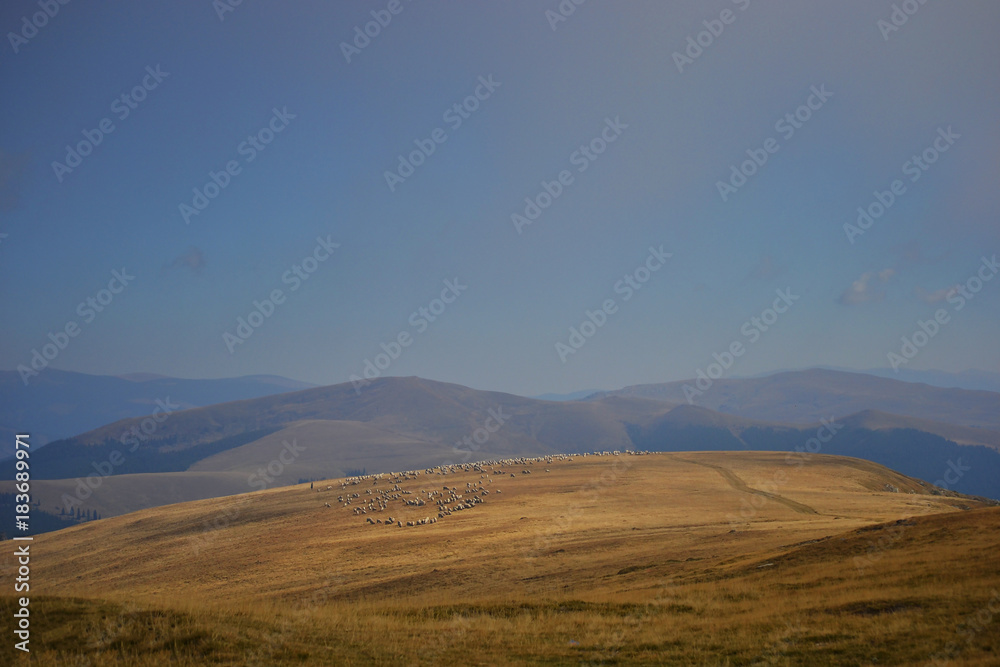 Obraz premium Autumn mountain landscape with blue sky and a flock of sheep visible in the distance