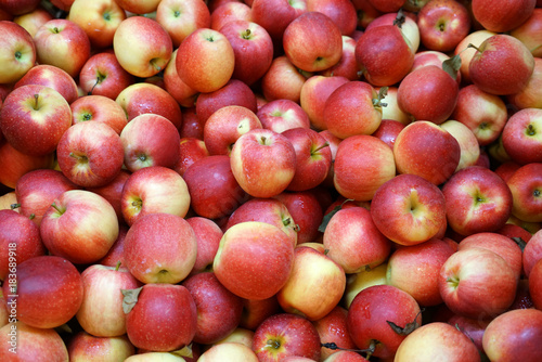 Fresh picked Gala apples background in the harvest season