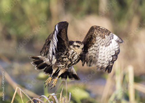 Snail Kite photo