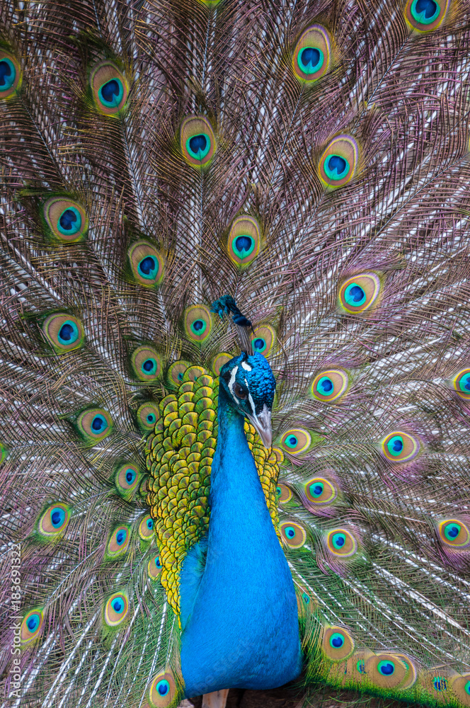 Obraz premium Portrait of Peacock with Feathers Out