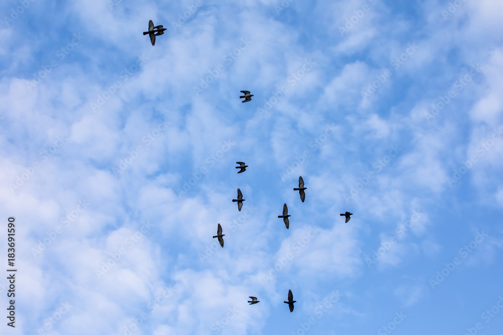 Obraz premium Silhouettes of birds against the sky with clouds