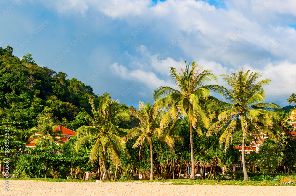 Tropical palms on sand beach