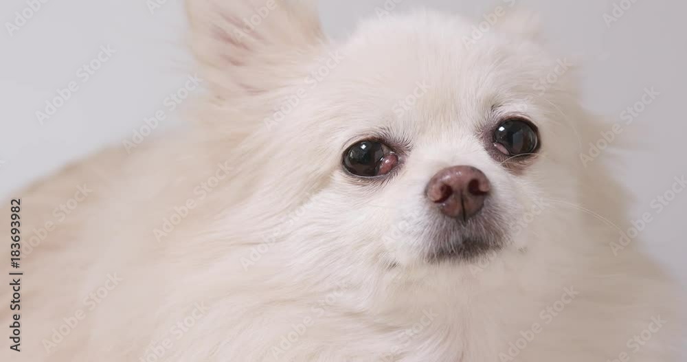 White Pomeranian dog with cherry eye problem White Pomeranian dog with cherry eye problem