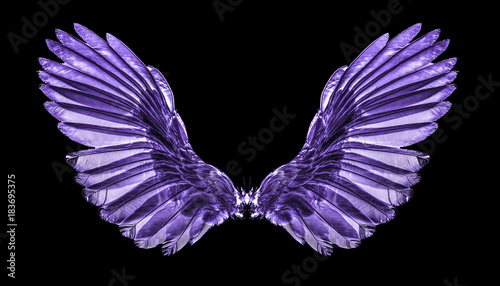 .purple wing on black blackground
