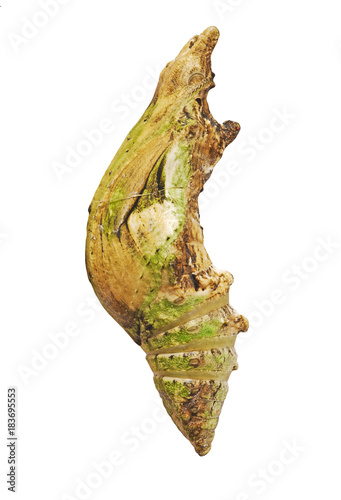 A grey pupa of the yellow Helen butterfly, Papilio nephelus, from Thiland, isolated on white background. Pupae is a stage between caterpillars and butterflies. Side view.