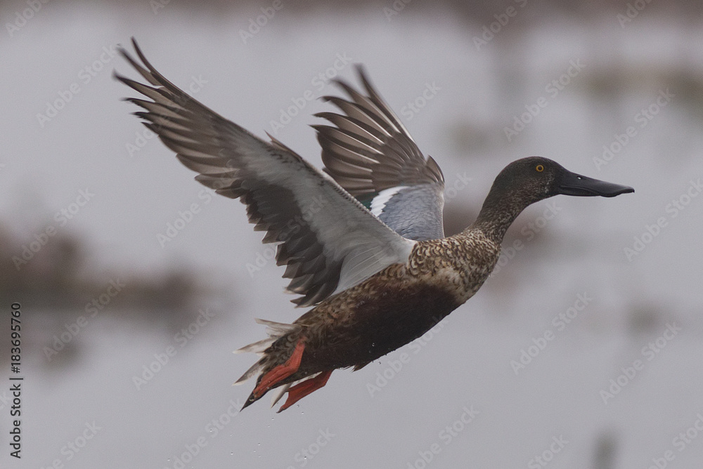 Obraz premium Take off