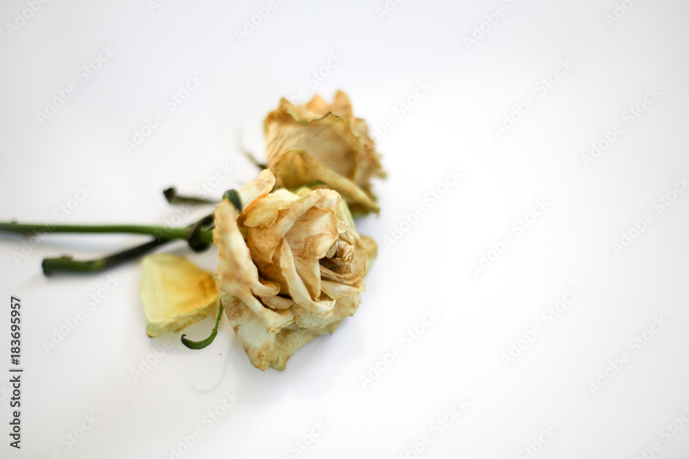Abstract Dried Wilted Dead White, Yellow, and Green Roses on a White Background Isolated Abstract Dried Wilted Dead White, Yellow, and Green Roses on a White Background Isolated