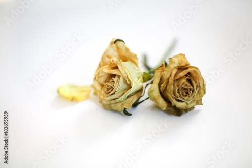 Abstract Dried Wilted Dead White, Yellow, and Green Roses on a White Background Isolated