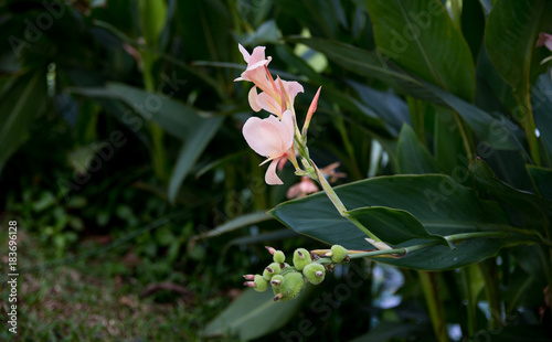 Galangal red flowers in the nature in Abstract background