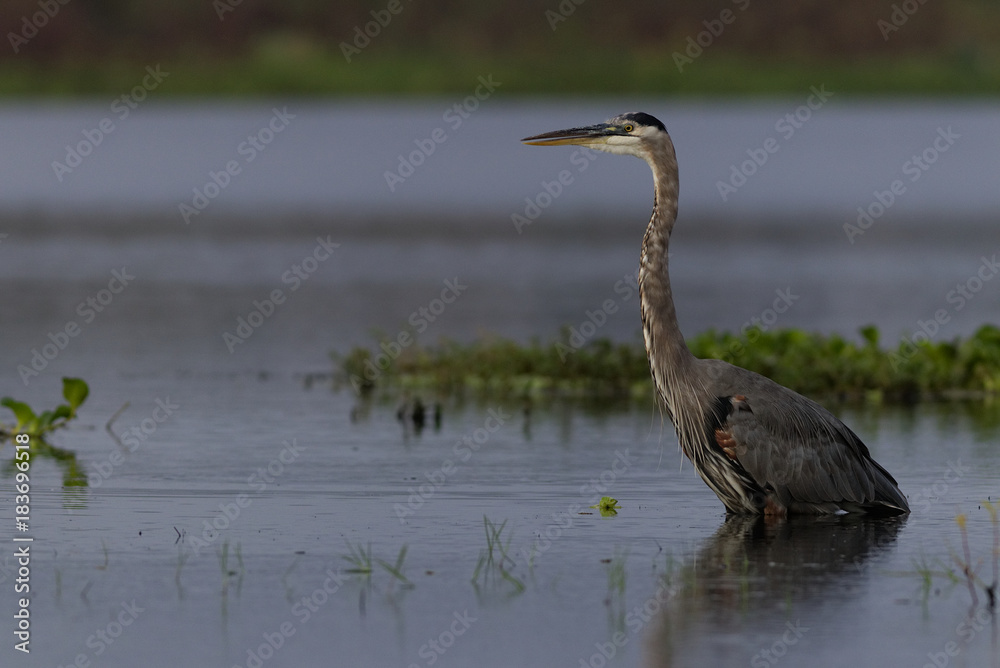 Great blue heron Great blue heron