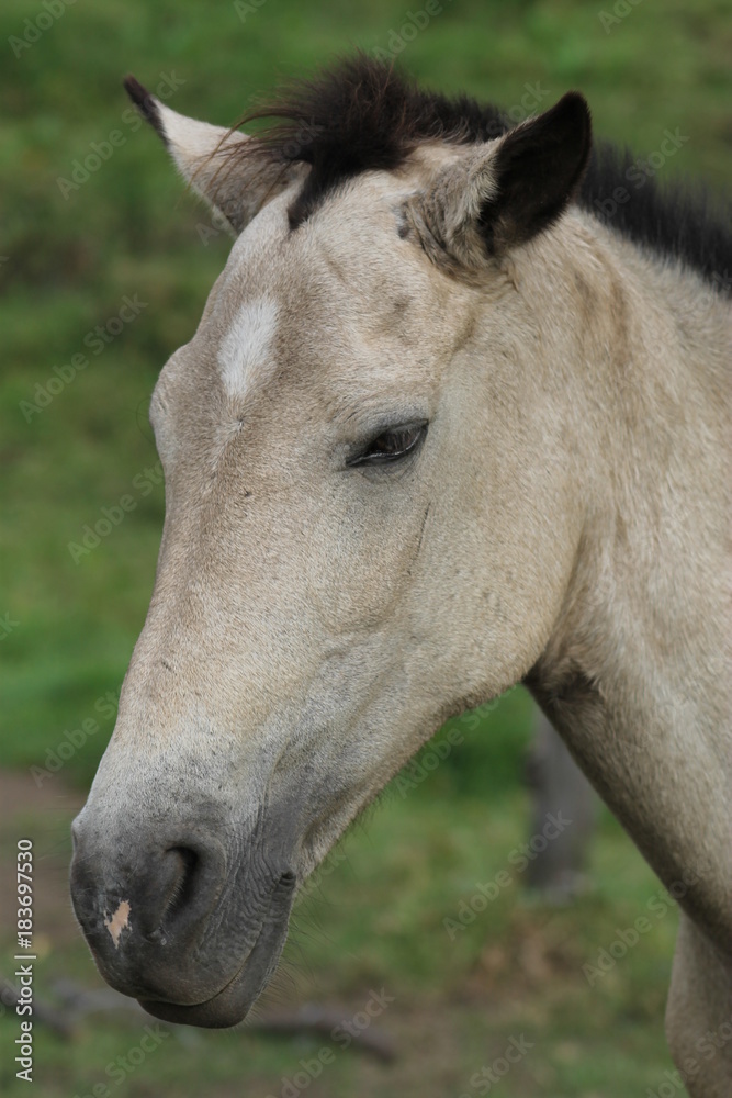 Fototapeta premium Horse