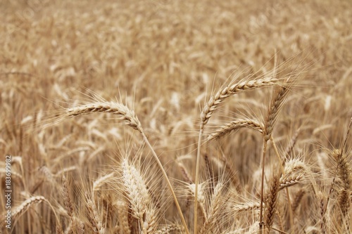 Wheat stalks with blurred background