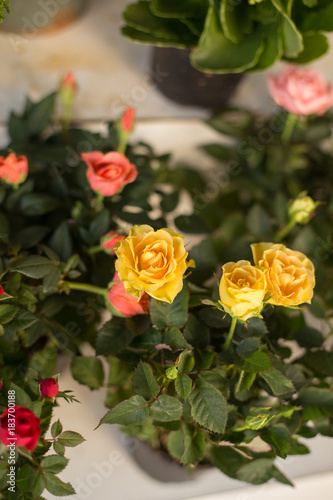 Yellow and pink roses