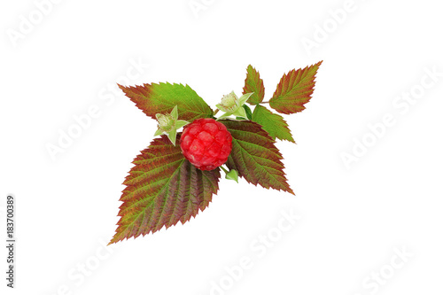 fresh red berries with green leaves background, isolated on white background. Healthy food.