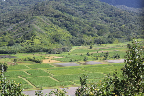 Hawaiian Agriculture