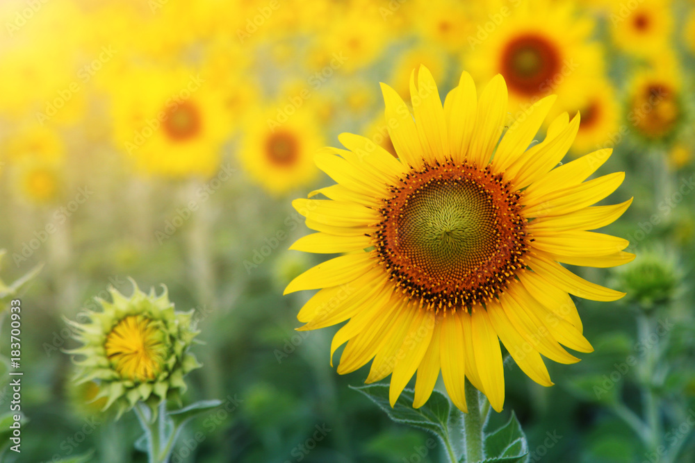 Abstract background of sunflower among sunlight