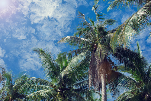 Coconut palms and blue sky with light clouds