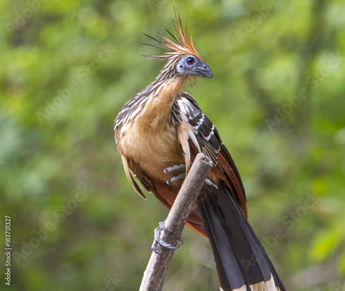 Hoatzin on the branch photo