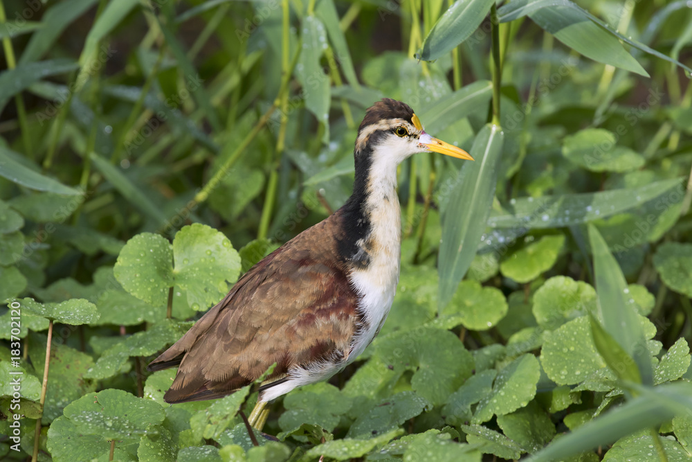 Jacana spinosa on floating plants Jacana spinosa on floating plants