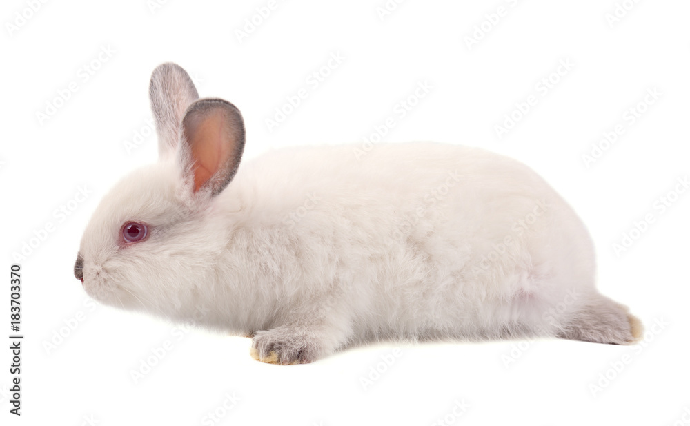 Pretty white fluffy Bunny isolated on white background. White rabbit isolated Pretty white fluffy Bunny isolated on white background. White rabbit isolated