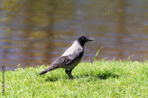 portrait of crow