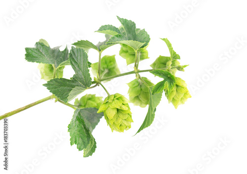 Fresh green hop branch, isolated on white background. Macro