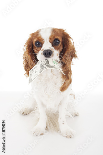 Cute cavalier king charles spaniel dog puppy on isolated white studio background. Dog puppy with american dollar money bill. Dog costs symbol. Cute.