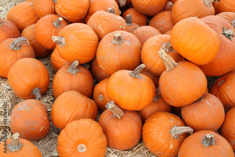 Orange pumpkins in pile Orange pumpkins in pile