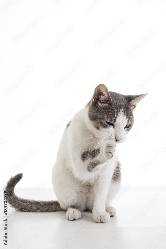Domestic cat on isolated white background. Cat wanting food. Trained cat. Animal mammal pet. Beautiful grey white young kitten on isolated white studio photo background. Cat cleaning.