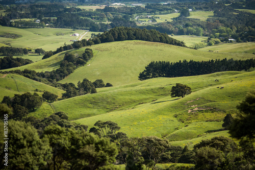 Vászonkép green farming landscape rolling hills