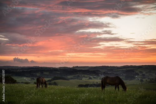 sunset with horses green plains farm © Char Beck
