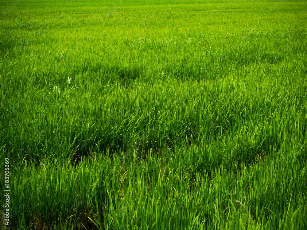 Rice fields,close up of yellow green rice field Rice fields,close up of yellow green rice field