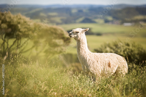 white alpaca isolated