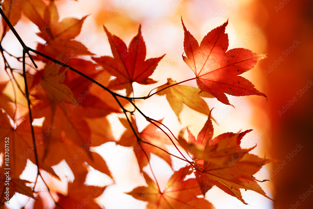 紅葉 紅葉